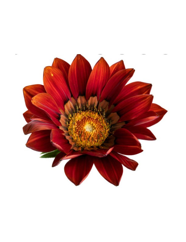 Red Gazania Trailing