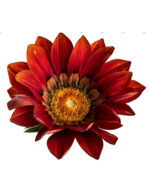 Red Gazania Trailing