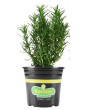 Upright Rosemary 