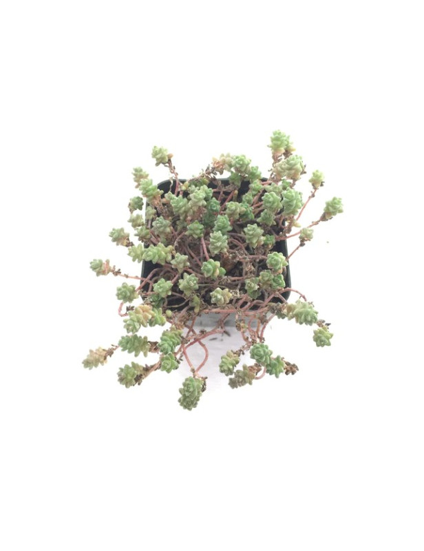 Angelicum Sedum