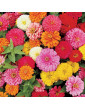 Zinnia Magellan Mix 