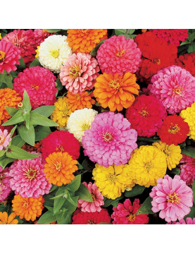 Zinnia Magellan Mix 