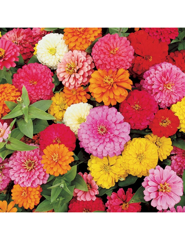Zinnia Magellan Mix 