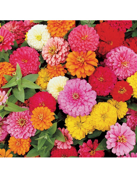 Zinnia Magellan Mix 