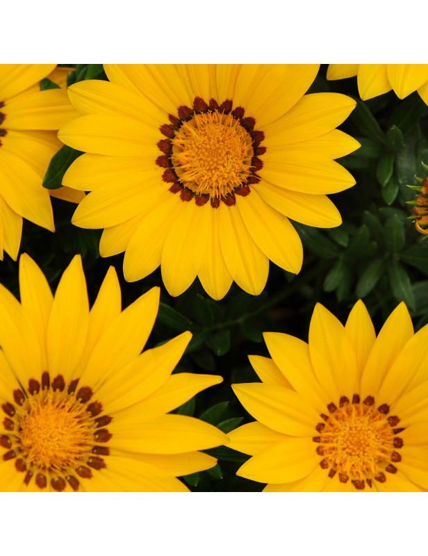 Flat Yellow Sunburst Gazania