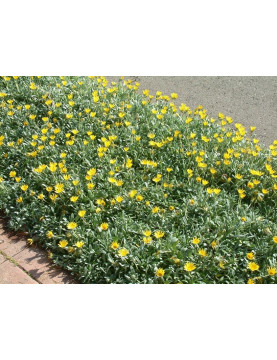 Yellow Gazania Trailing