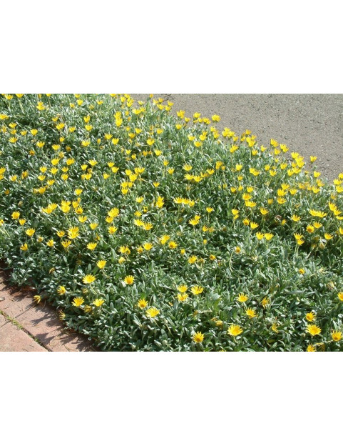 Yellow Gazania Trailing