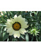 White Sunburst Gazania