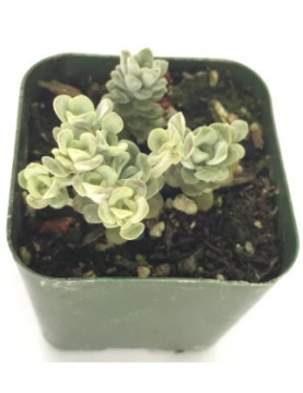 Blanco Sedum