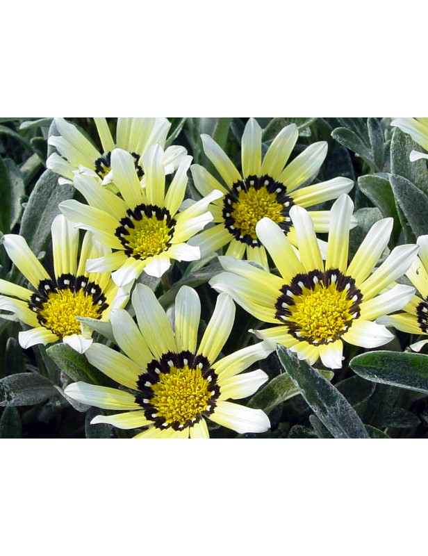 White Gazania Trailing