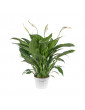 Spathiphyllum