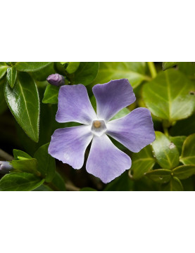 Vinca Major