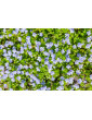 Veronica Repens 