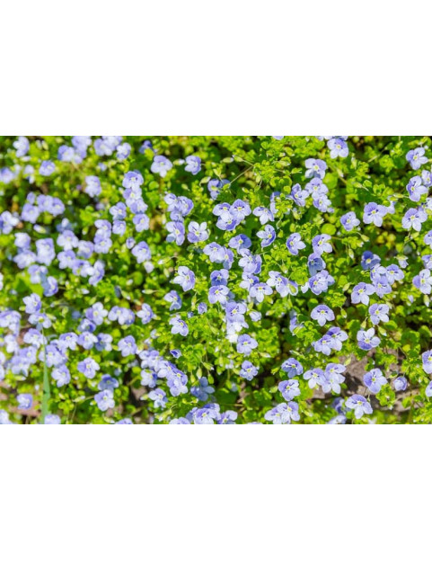 Veronica Repens 