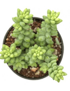Burrito Sedum
