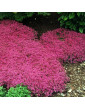 Creeping Red Thyme