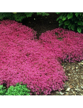 Creeping Red Thyme