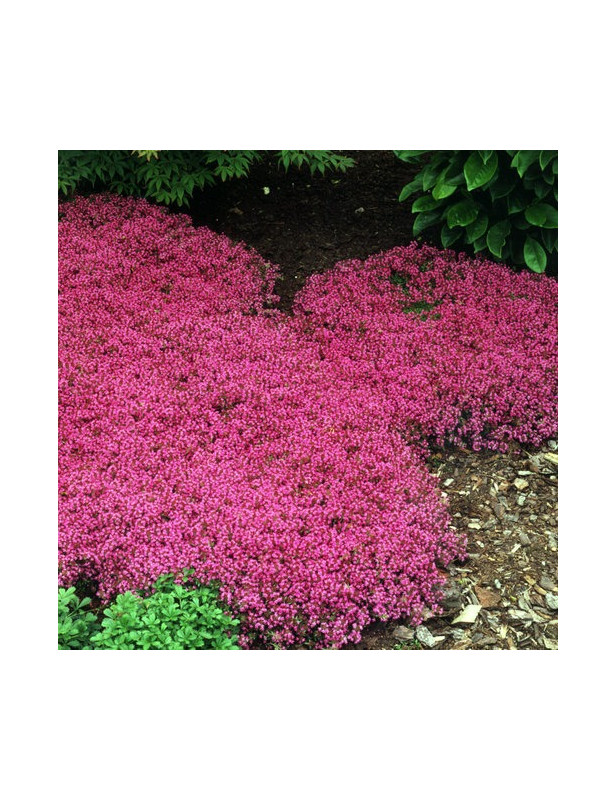 Creeping Red Thyme