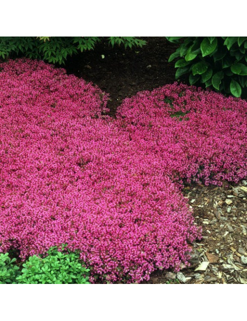Creeping Red Thyme