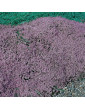 Mother of Thyme