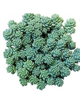 Desyphilum Major Sedum