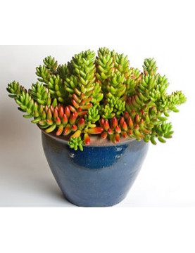 Jellybean Sedum