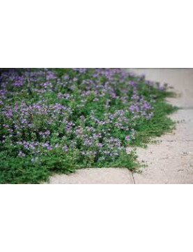Creeping Thyme