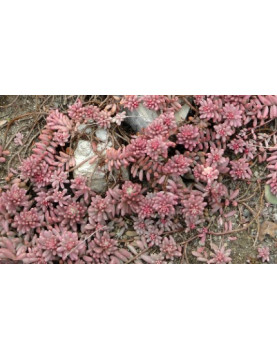 Guatemalense Sedum
