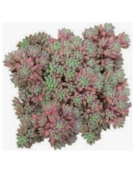 Hispanicum Sedum