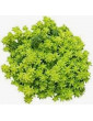 Moss Gold Sedum