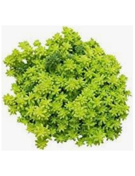 Moss Gold Sedum