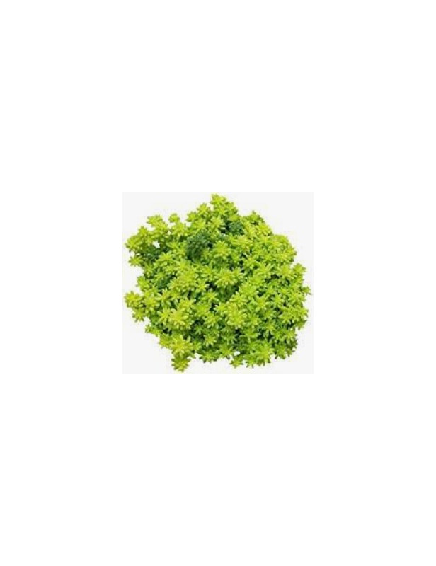 Moss Gold Sedum