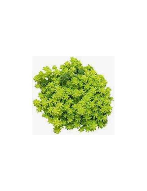 Moss Gold Sedum