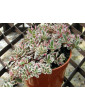 Tricolor Sedum