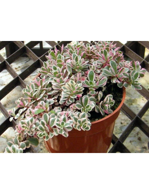 Tricolor Sedum