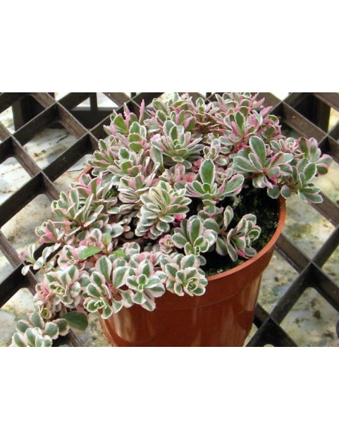 Tricolor Sedum