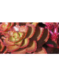 Sporium Sedum