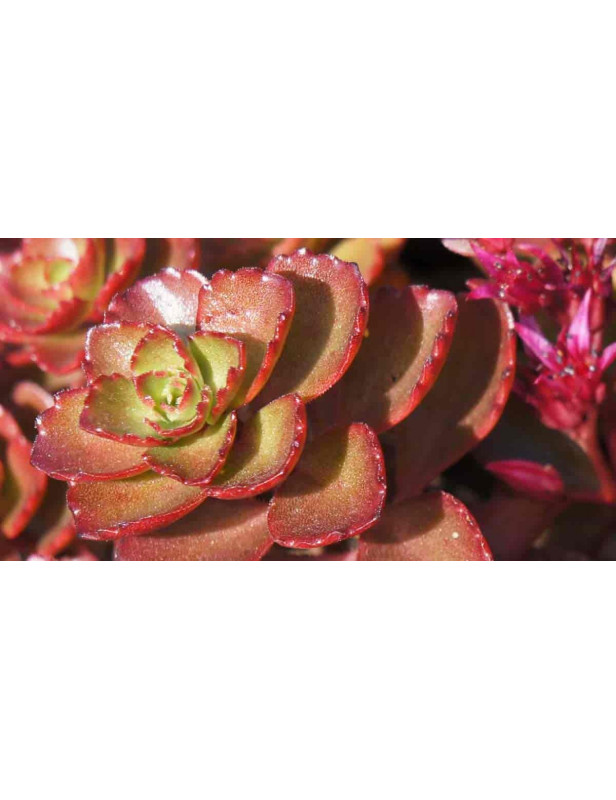 Sporium Sedum