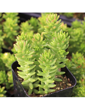 Spiral Staircase Sedum