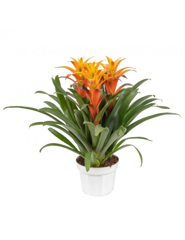 10 Bromeliad Combo