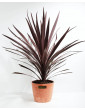 10 Cordyle Australis Red Sensation