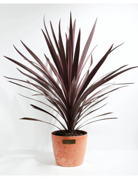 10 Cordyle Australis Red Sensation
