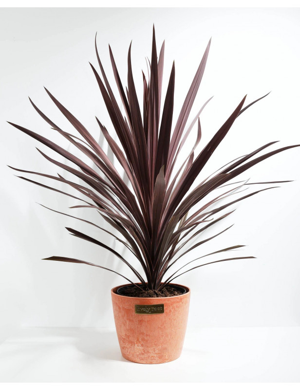 10 Cordyle Australis Red Sensation