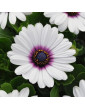 African Daisy White
