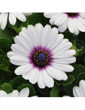 African Daisy White