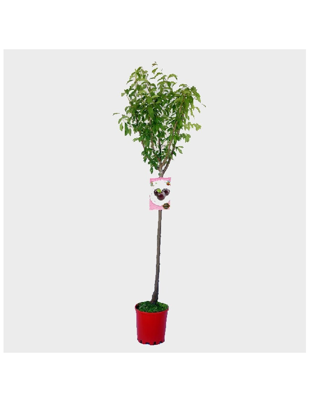 30gl Black Amber Plum