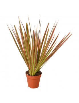Dracaena