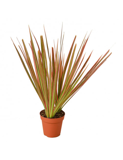 Dracaena