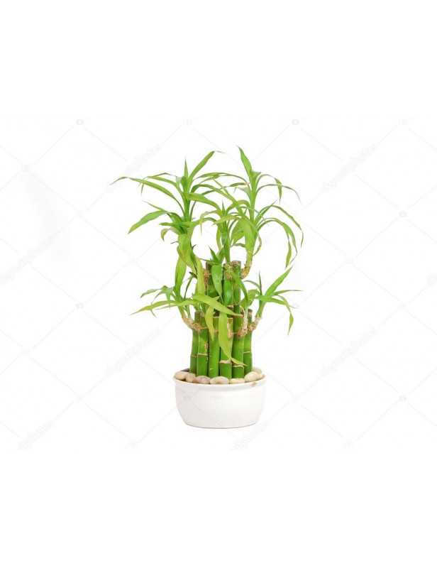 Dracaena