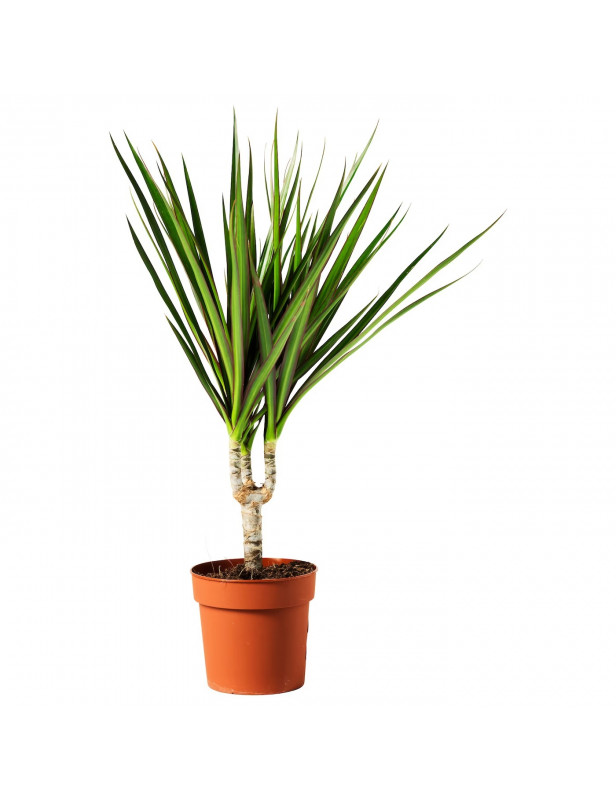 Dracaena